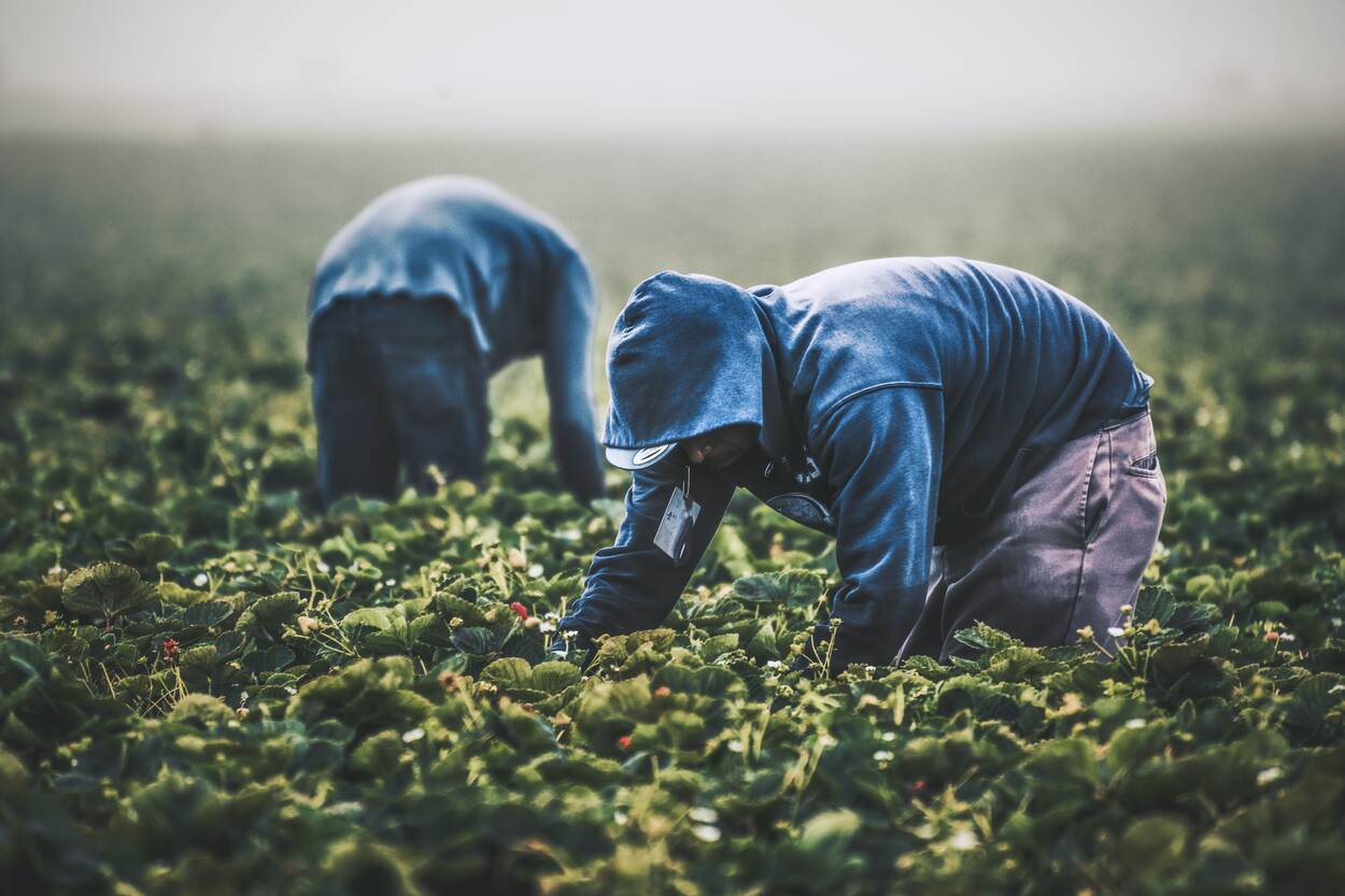 Arbeiders werken op het land en plukken aardbeien