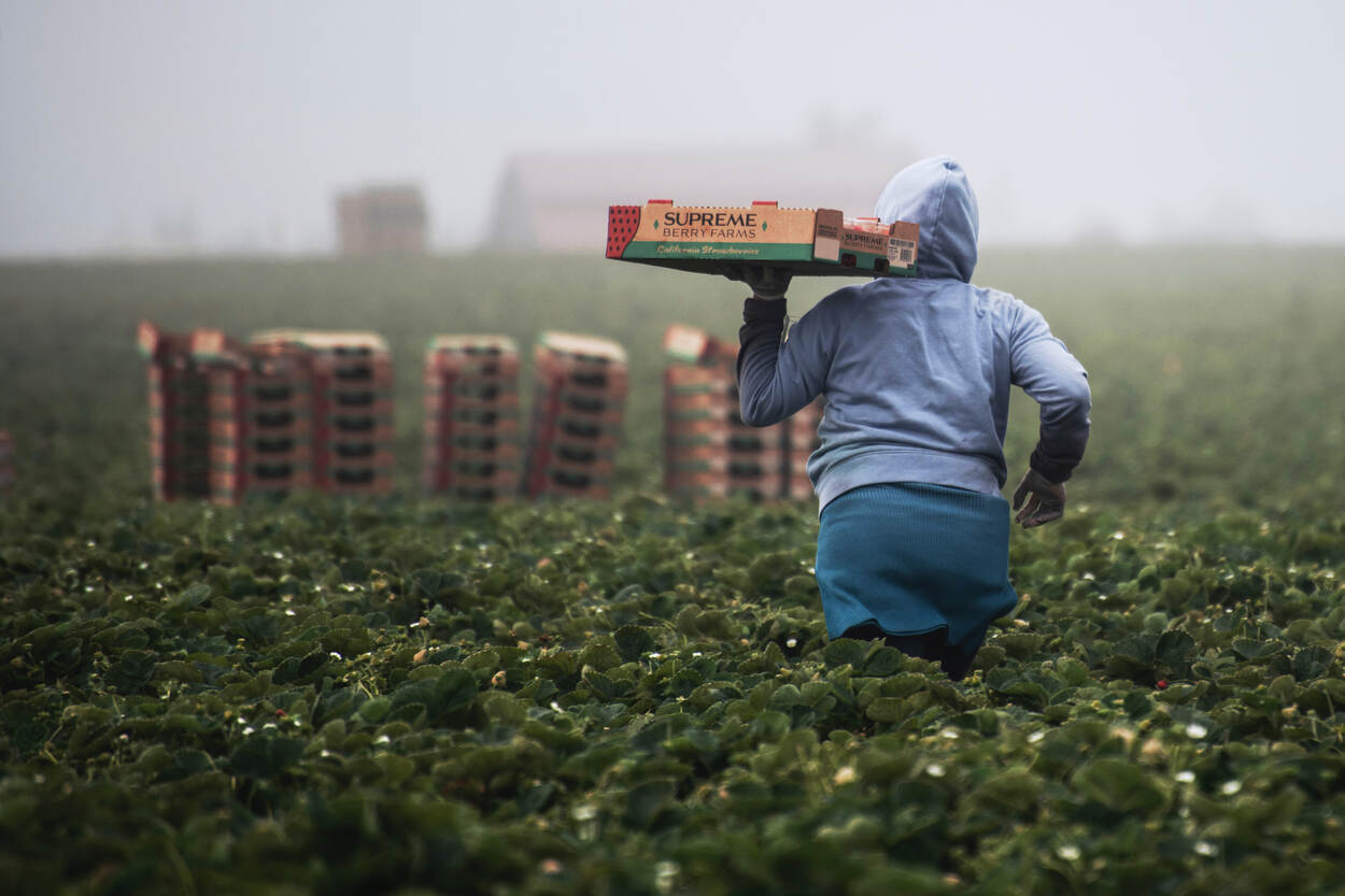 Een landarbeider loopt op het land met een kist in de hand